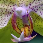Orchidee in Makro