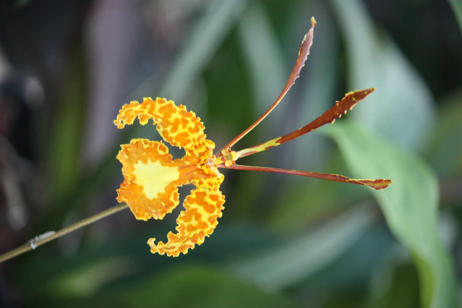 Orchidee in Mexico