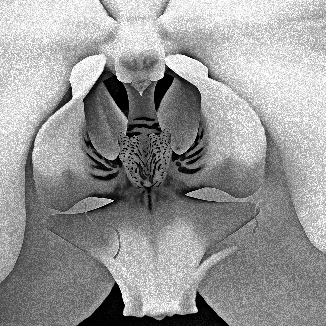 Orchidee in monochrom