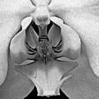 Orchidee in monochrom