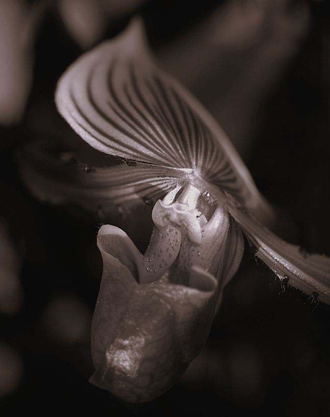 Orchidee in monochrome