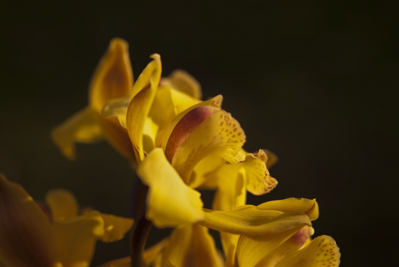 Orchidee in Myanmar