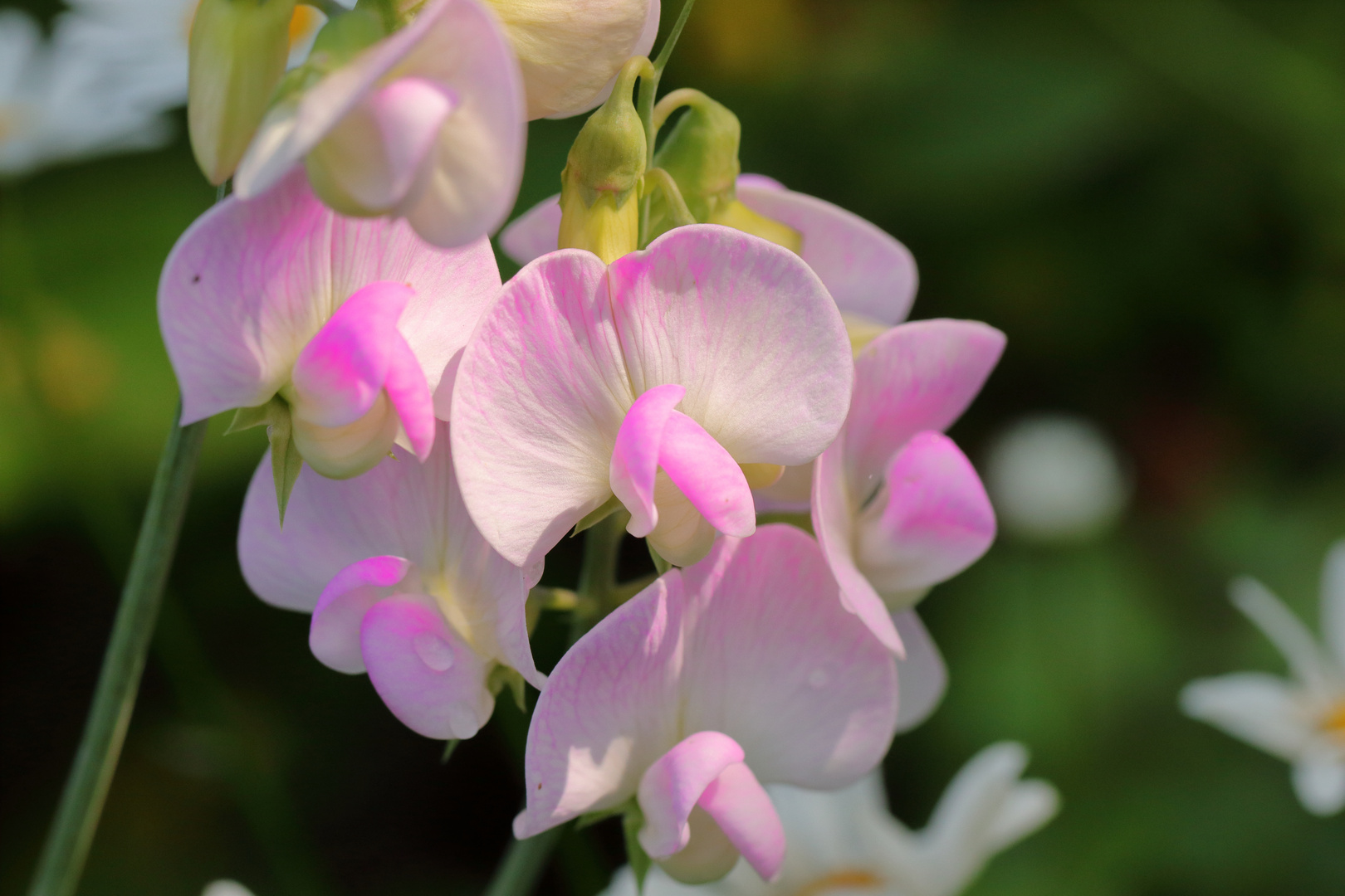 Orchidee in Norddeutschland?