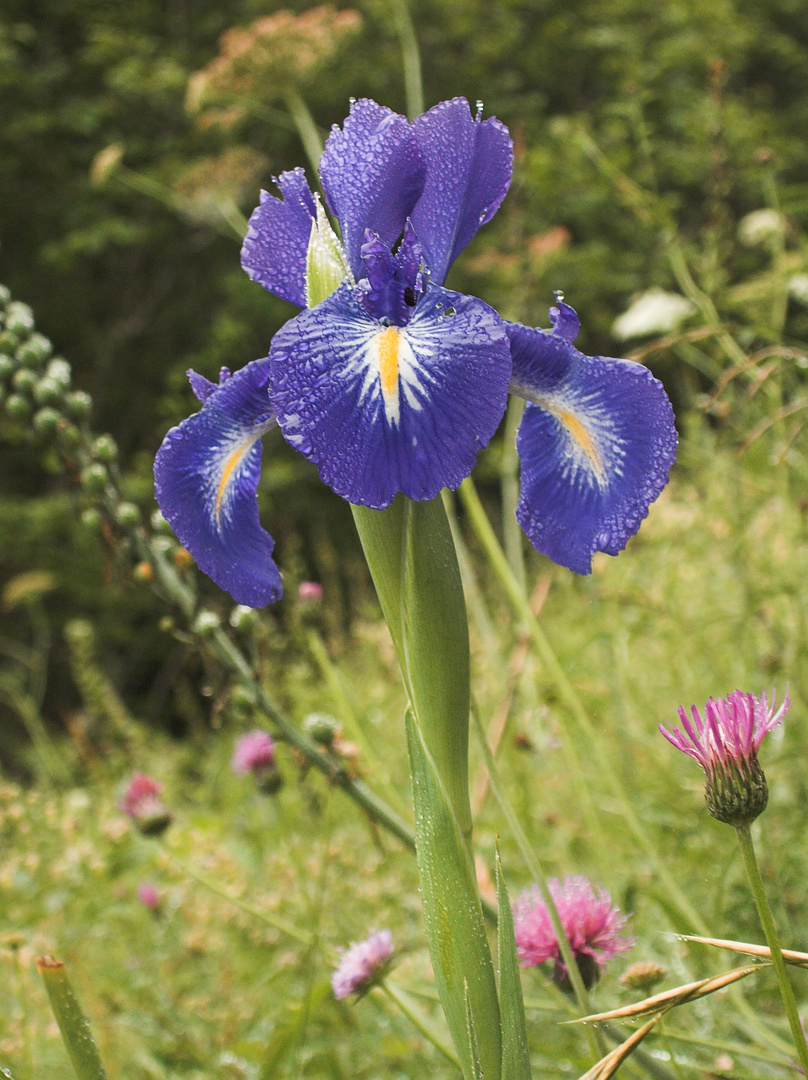 Orchidee in Nordspanien