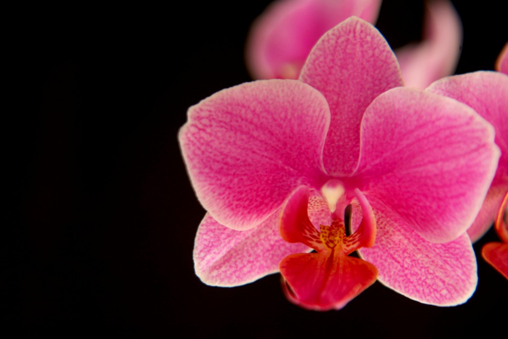 Orchidee in pink