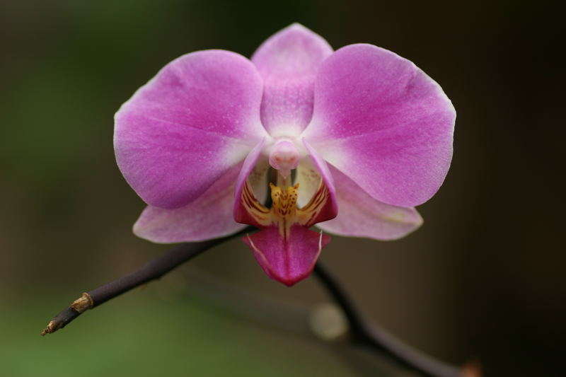 Orchidee in pink