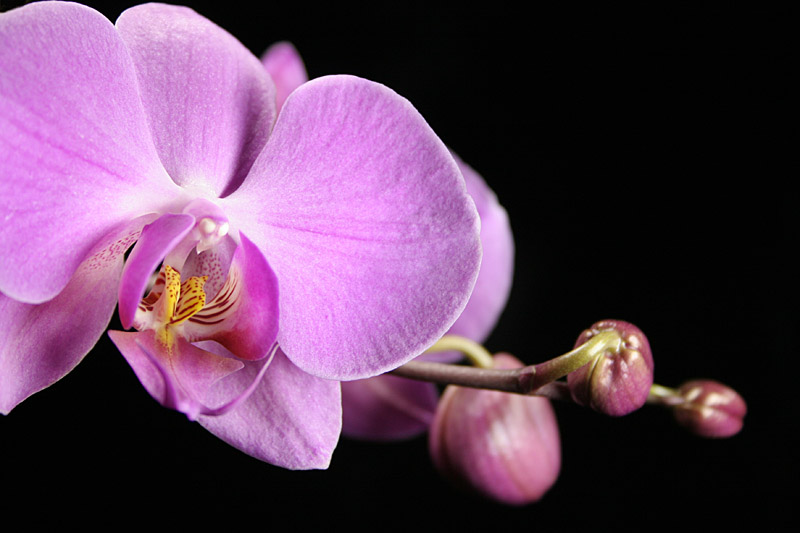 Orchidee in pink