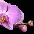Orchidee in pink