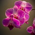 Orchidee in rosa