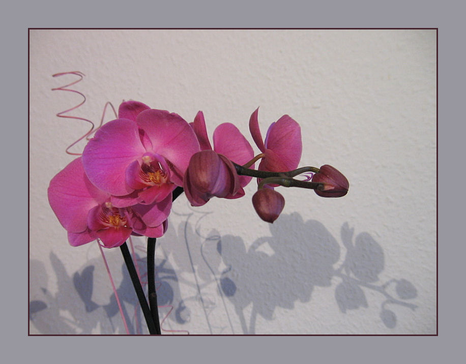 Orchidee in rosa