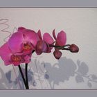 Orchidee in rosa