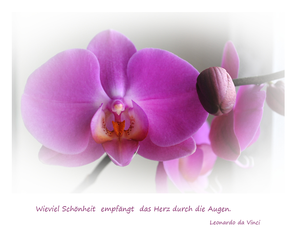 Orchidee in rosè