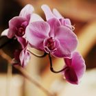 Orchidee in rosé-lila