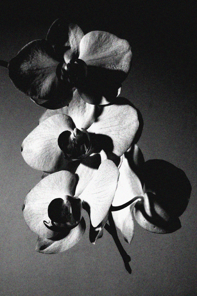 orchidee in schwarz und in weiß