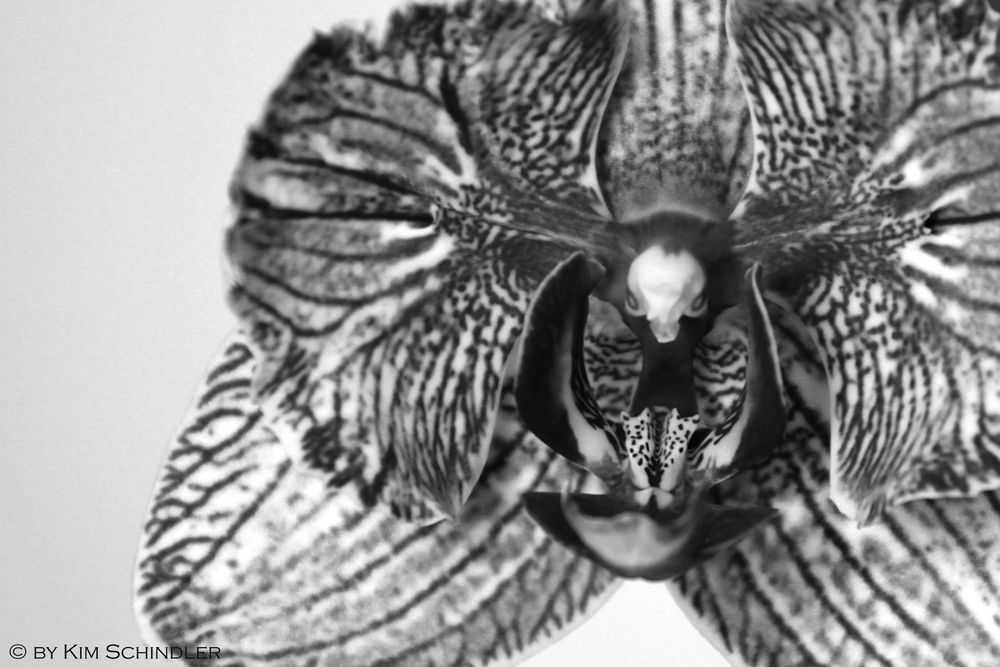 Orchidee In Schwarz Weiss Foto Bild Pflanzen Pilze Flechten Bluten Kleinpflanzen Orchideen Bilder Auf Fotocommunity