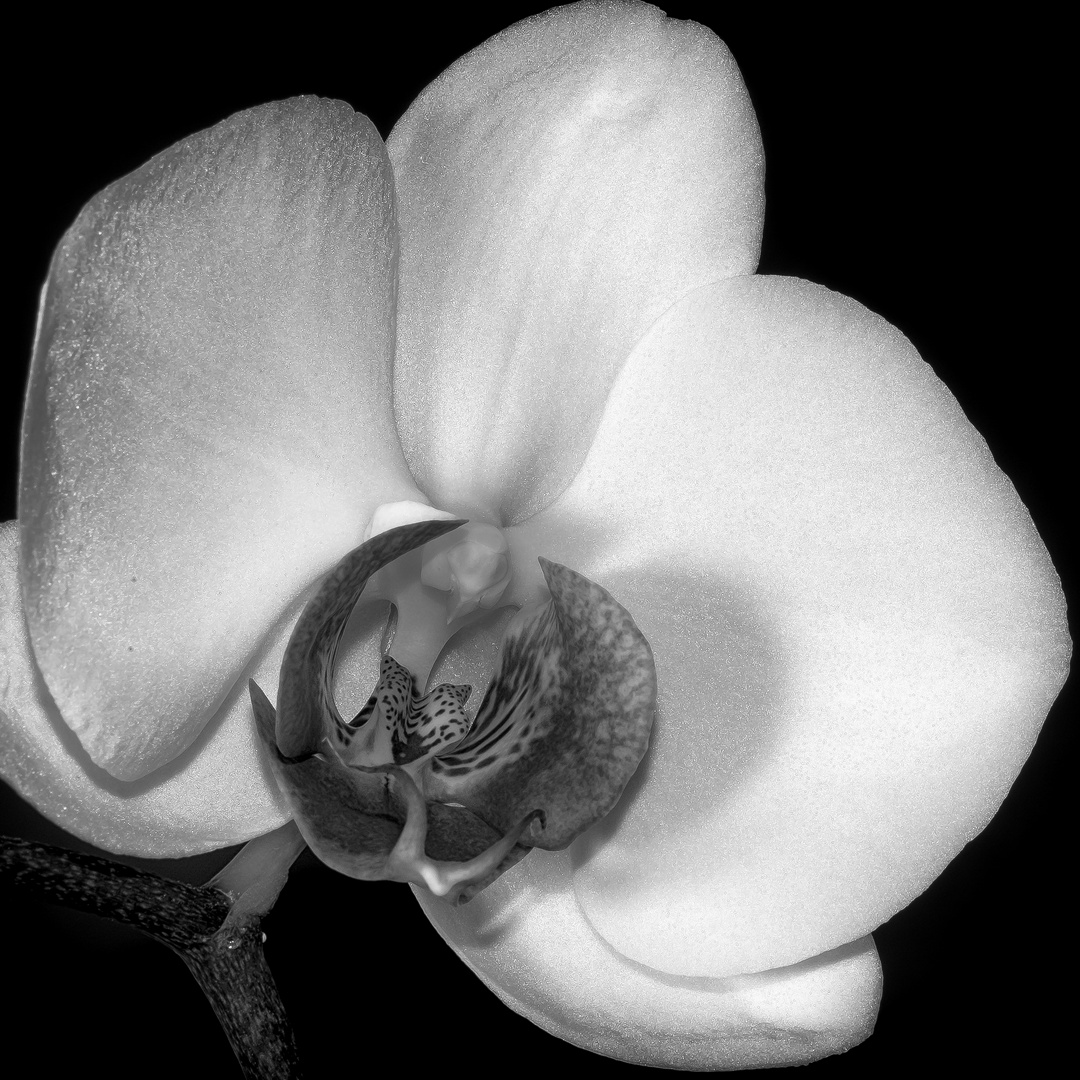 Orchidee in Schwarz-Weiss