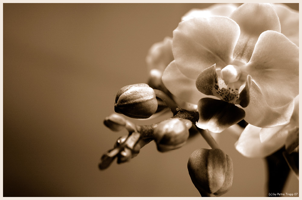 Orchidee in Sepia