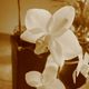 Orchidee in sepia