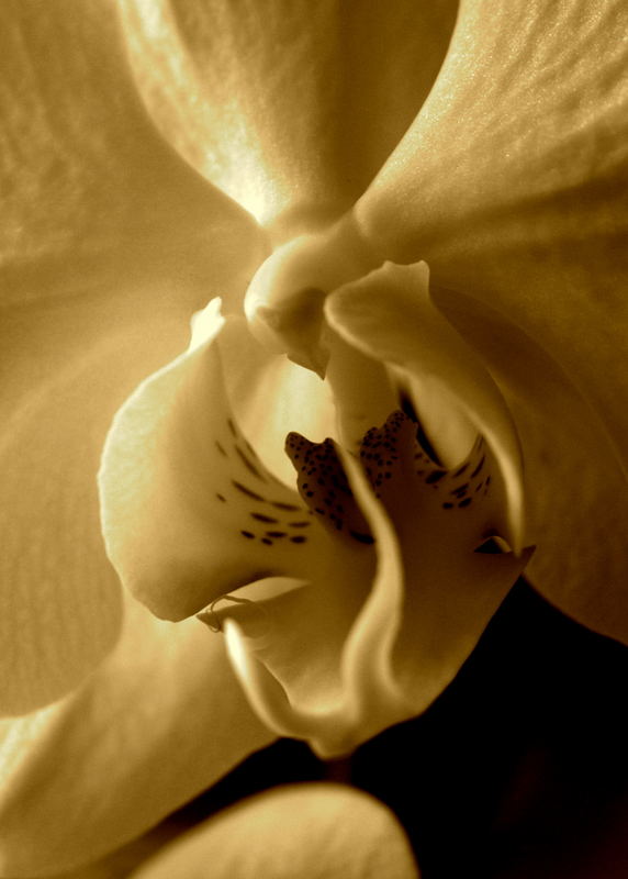 Orchidee in Sepia l