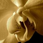 Orchidee in Sepia l