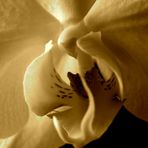 Orchidee in Sepia l