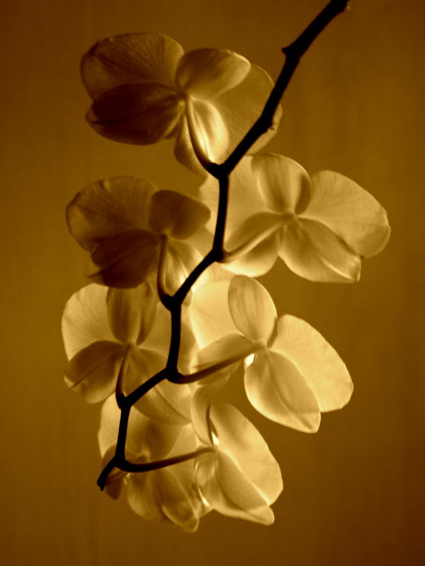 Orchidee in Sepia ll