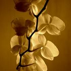 Orchidee in Sepia ll