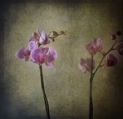 orchidee in solitario...