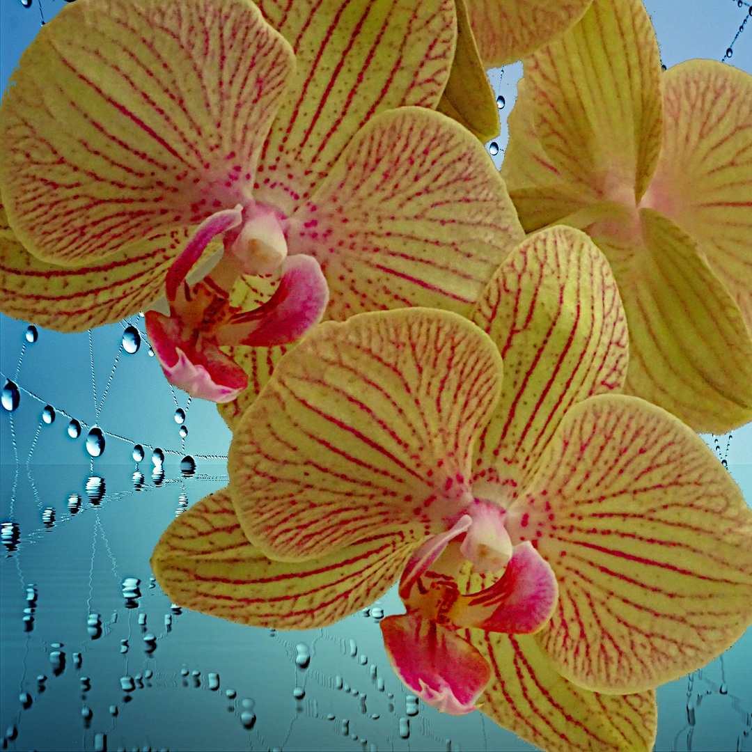 Orchidee in Spinnfäden