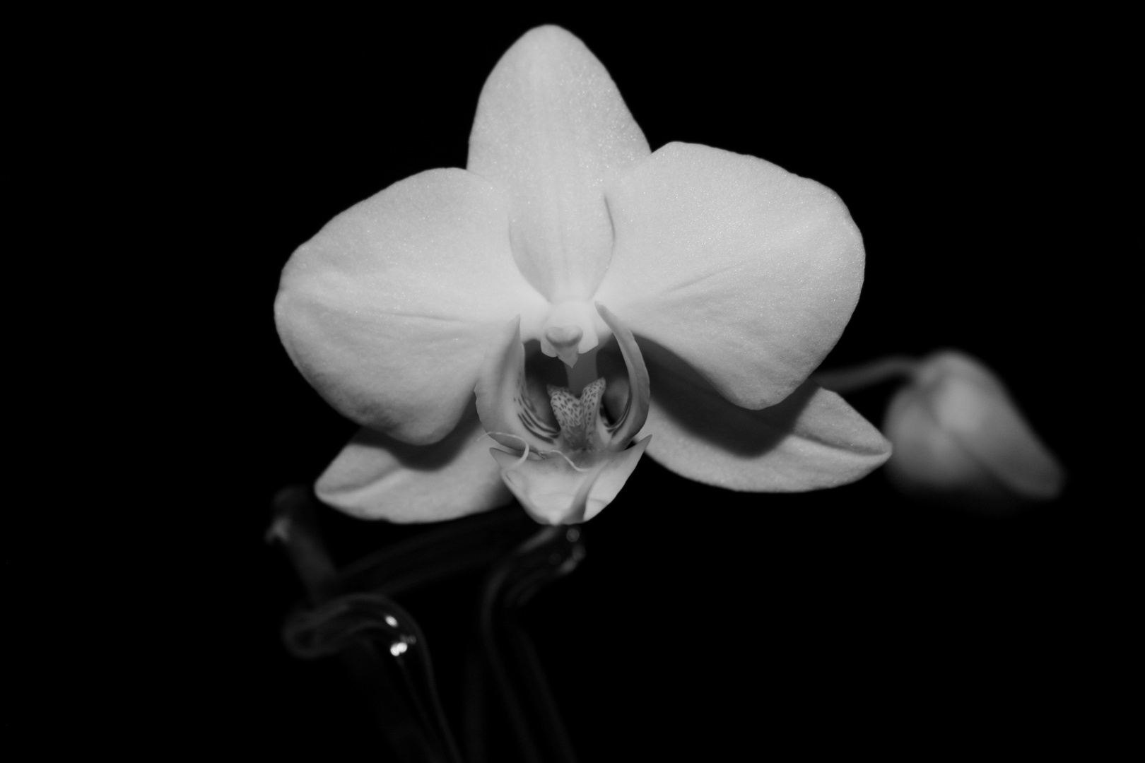 Orchidee in sw