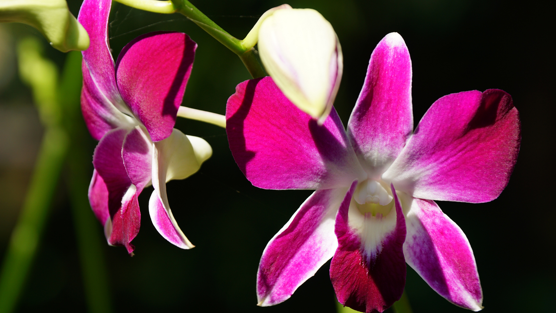 Orchidee in Thailand