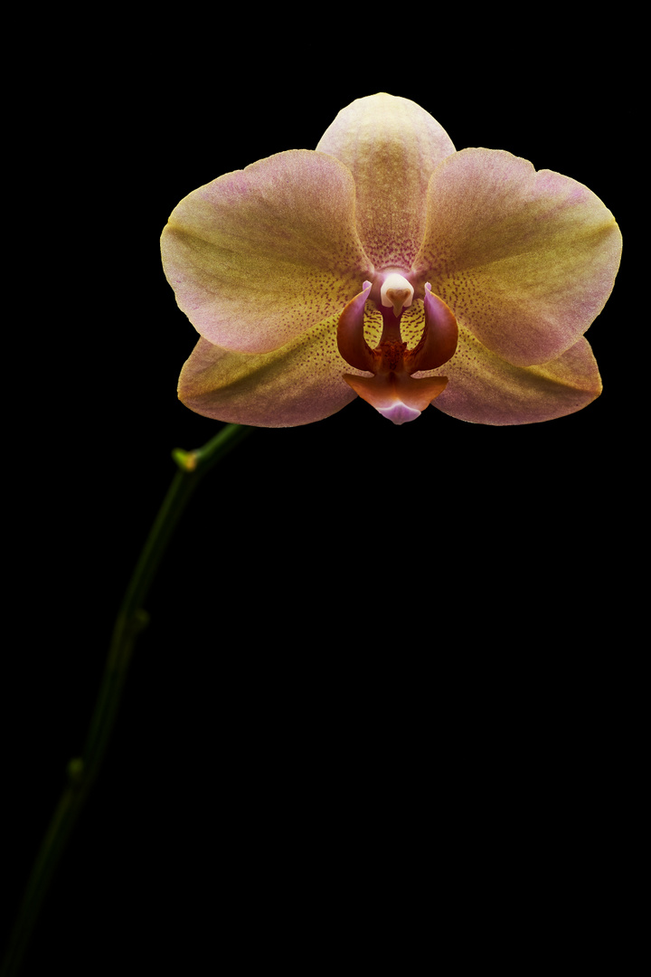 Orchidee in the dark