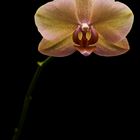 Orchidee in the dark