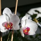 Orchidee - in unserem Wohnzimmer