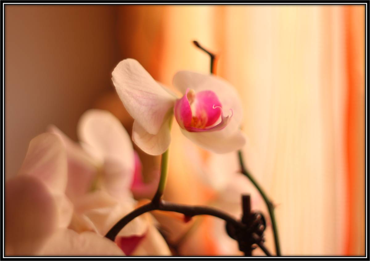 Orchidee in untergehender Sonne