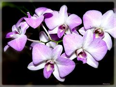 Orchidee in voller Blüte
