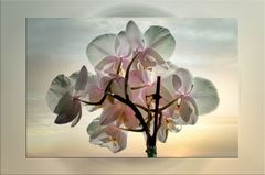 Orchidee in voller Blüte