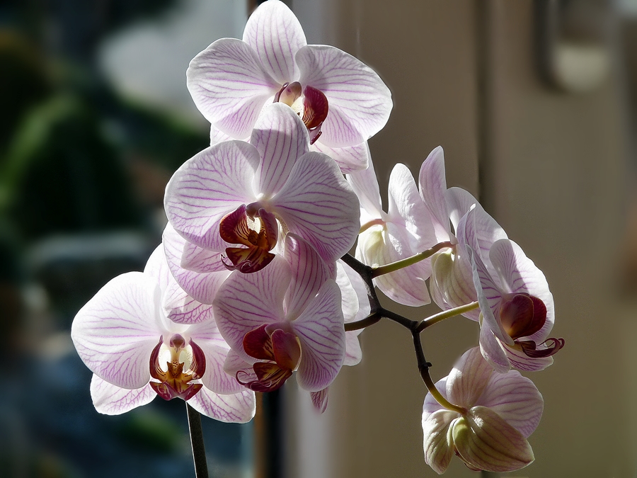 Orchidee in voller Blüte