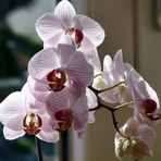 Orchidee in voller Blüte