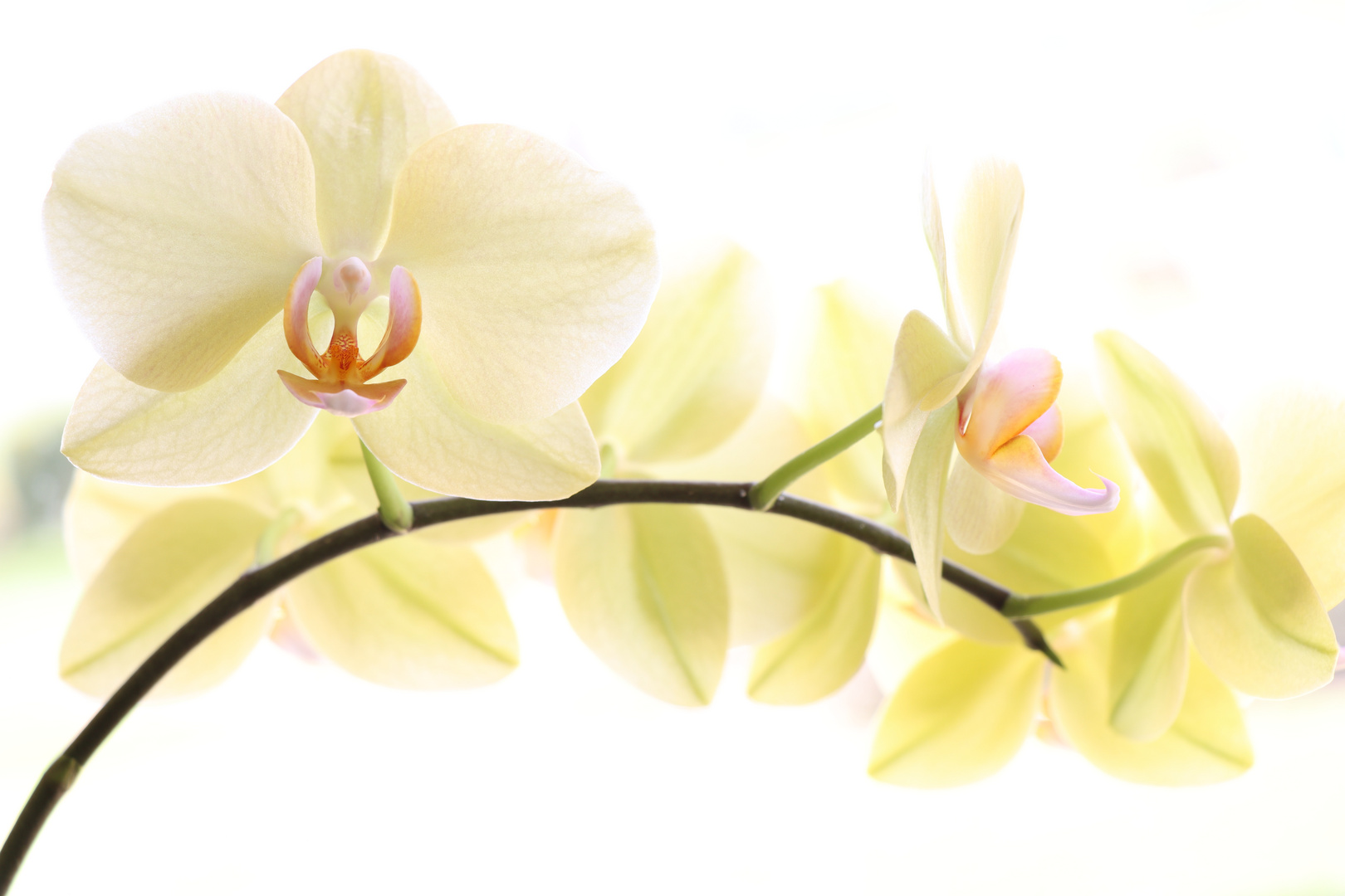 Orchidee in voller Blütenbracht