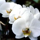 Orchidee in voller bracht