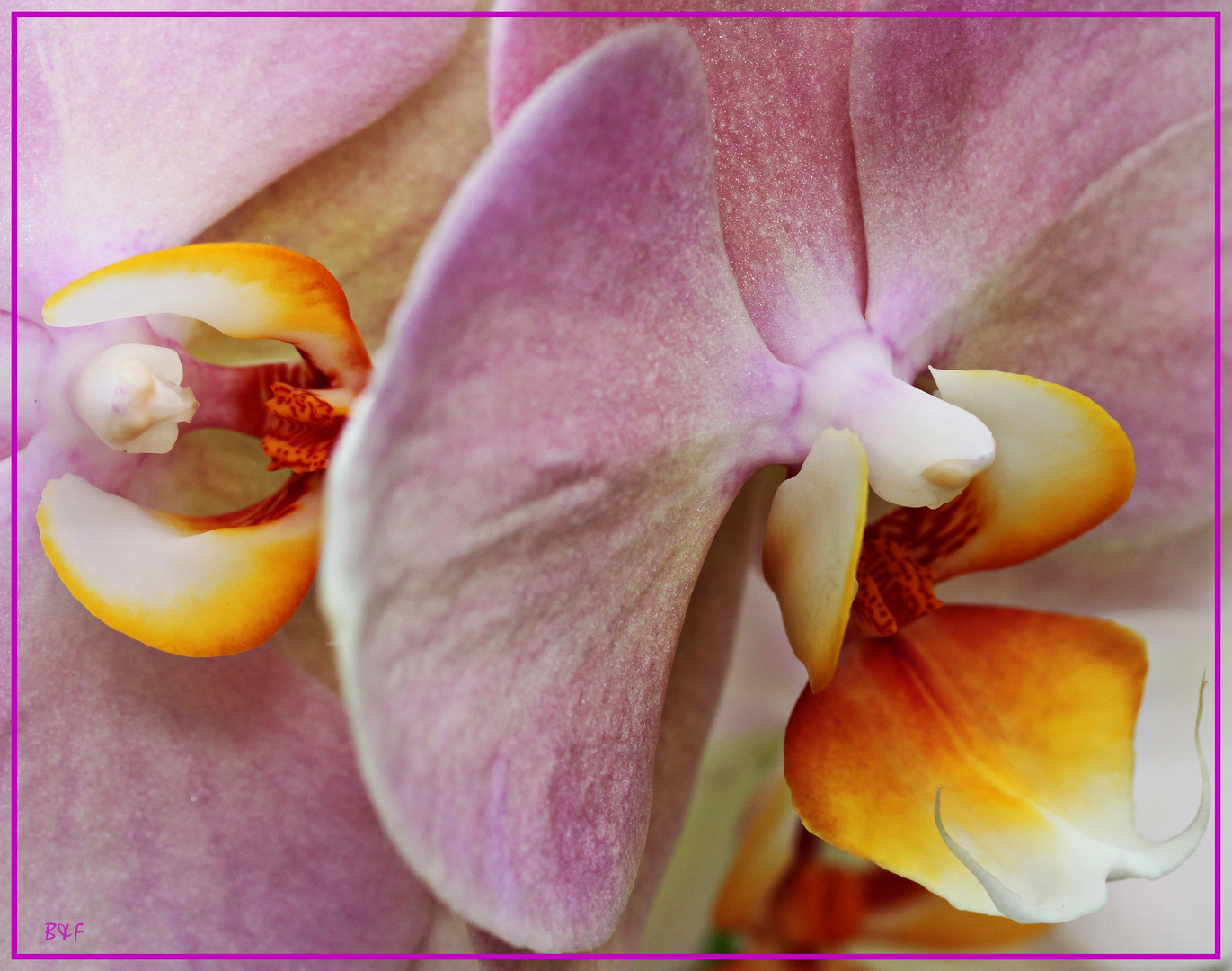 Orchidee in voller Größe