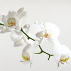 Orchidee in weiss