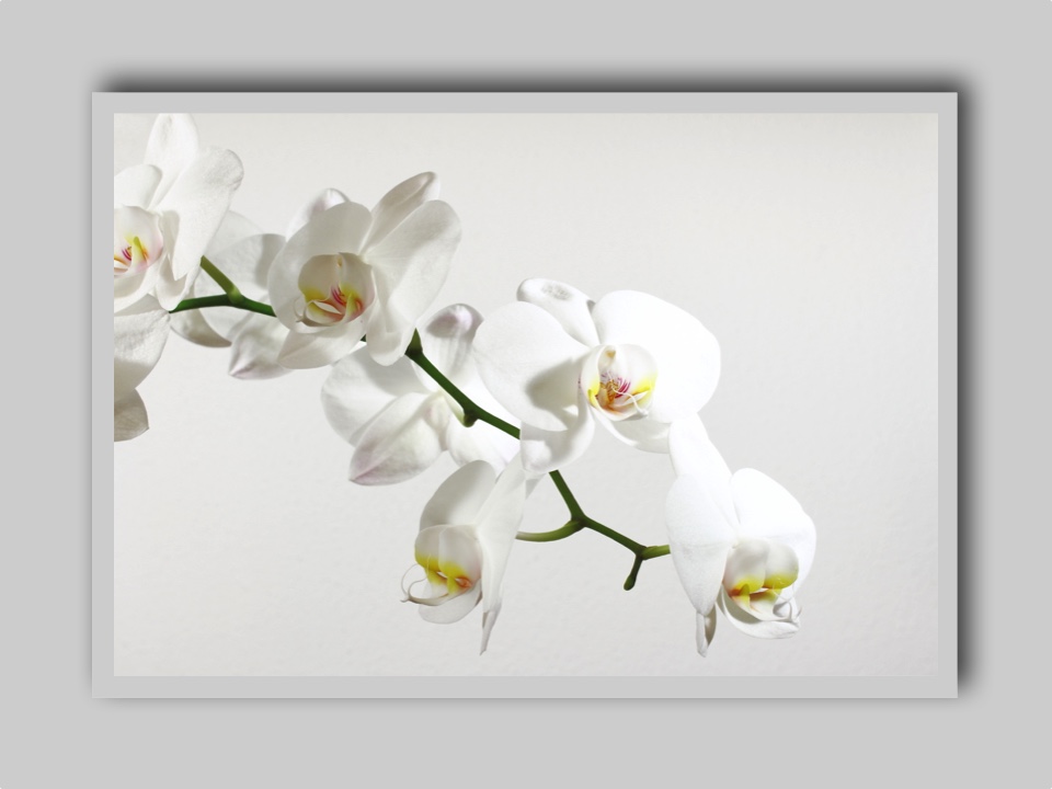 Orchidee in weiss 2