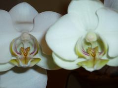 Orchidee in Weiss