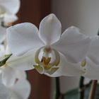 Orchidee in weiß