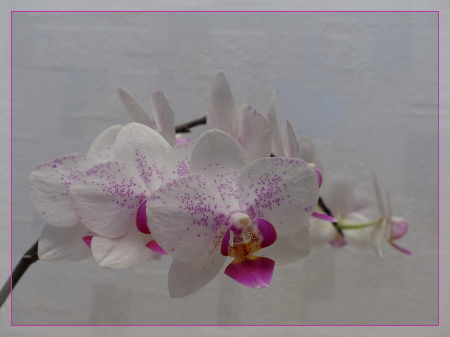 Orchidee in weiß/pink