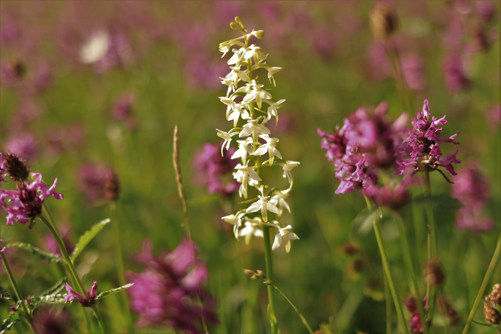 Orchidee in Wiese