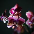 Orchidee ins Licht gesetzt