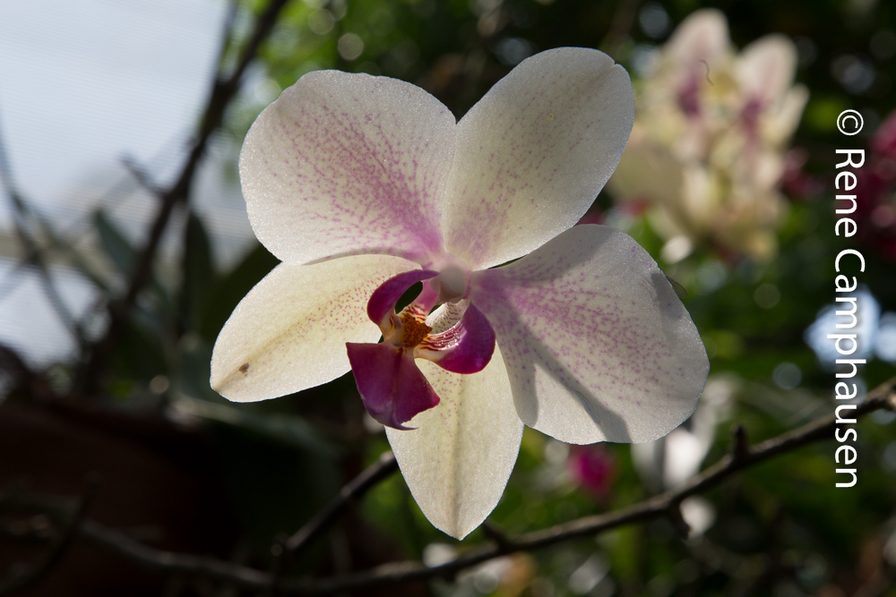 Orchidee - Insel Mainau 04/2015